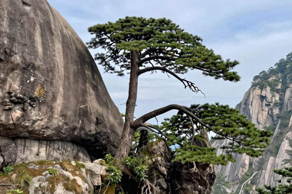 Árbol resistente arraigado en la ladera de una montaña rocosa